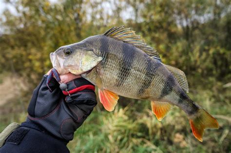 Perch Fishing 101, with Expert Tips .